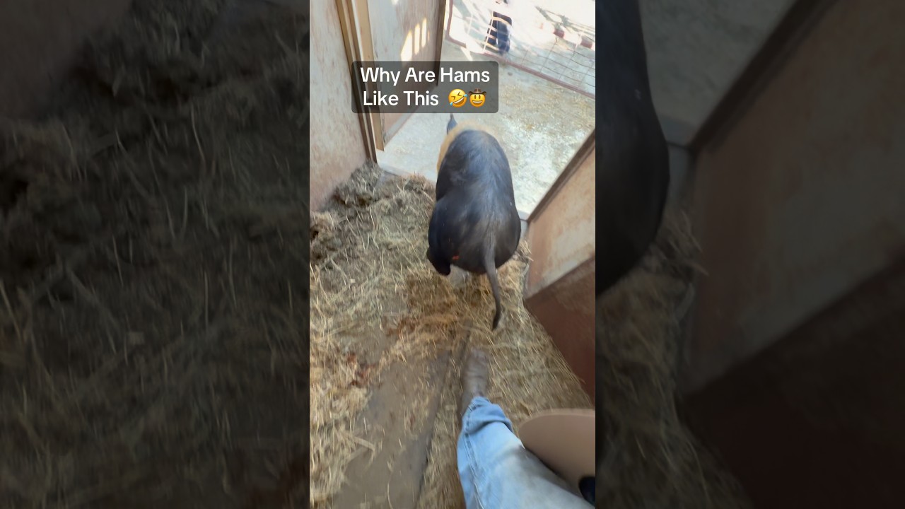 Hamitude 🤠 #skylarfarming#farmlife#cattle#cowboys#cowgirls