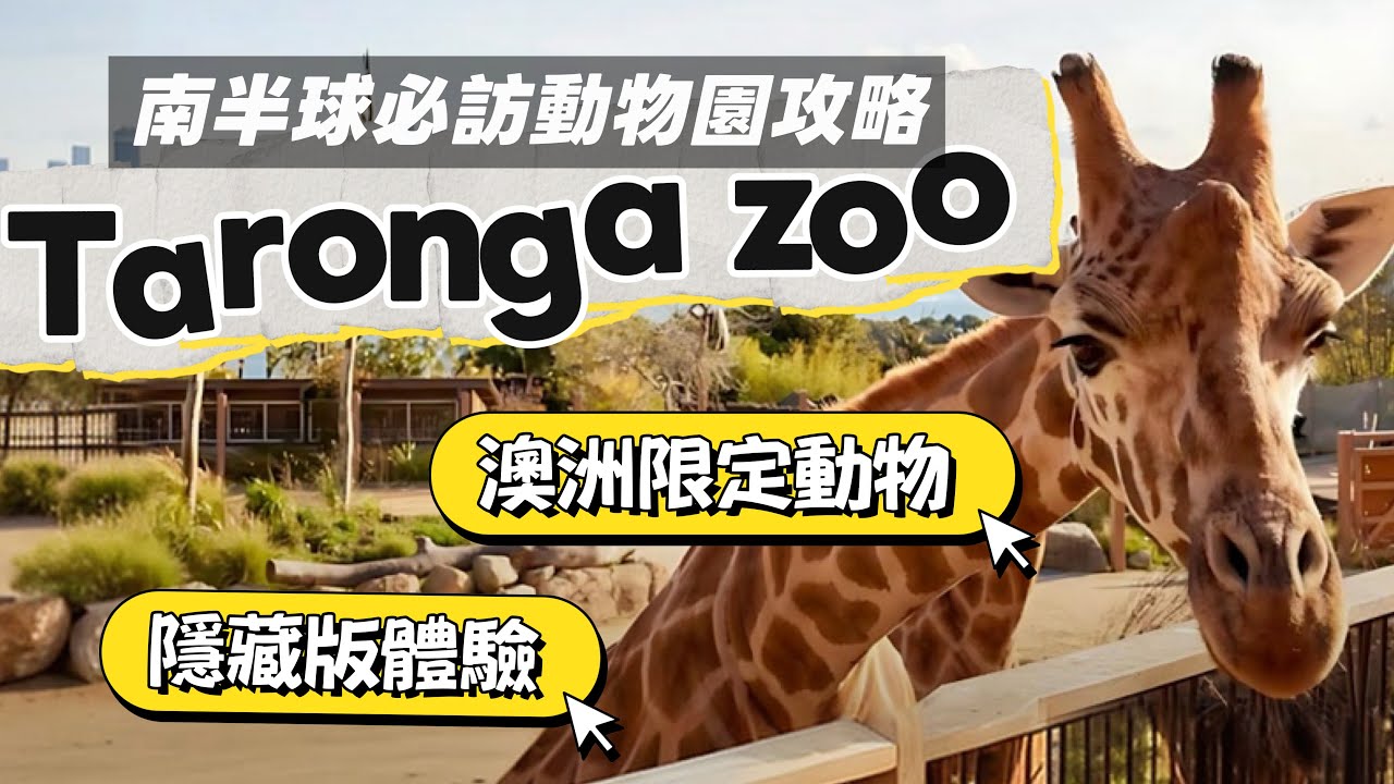 澳洲必訪動物園 Taronga Zoo 攻略｜必看動物、表演＆隱藏玩法 (Eng Sub)