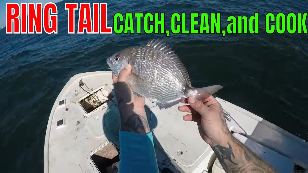 SPOT TAIL PORGY (spot tail pinfish)(ring tail) CATCH,CLEAN and COOK