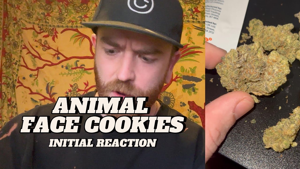 Первая реакция на печенье Animal Face