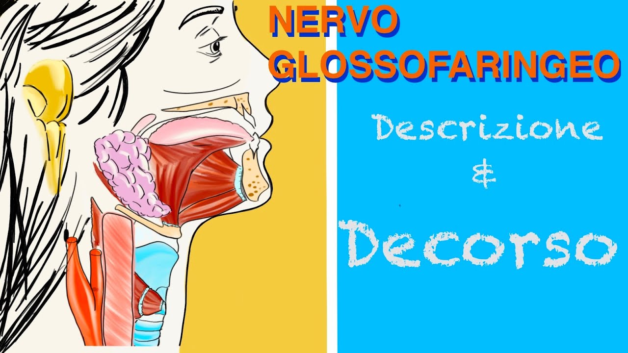 Nervo Glossofaringeo / 9° nervo cranico