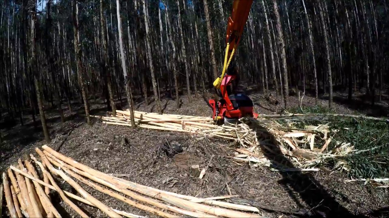 SP 661 E debarking eucalyptus October 2018