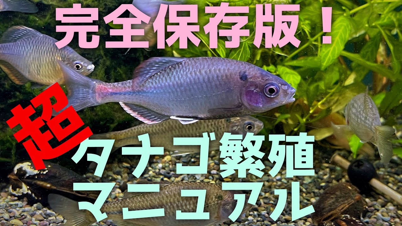 完全保存版！超タナゴ繁殖マニュアル！