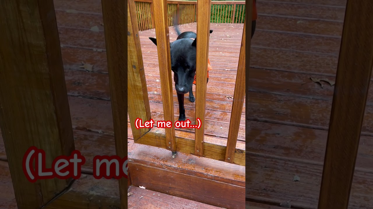 Let her out! 😳🤨😳 Taiwan dog, FMD, Formosan Mountain Dog 台灣犬