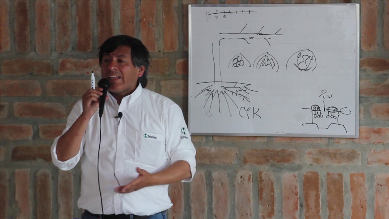 Manejo Stoller para mejorar fertilidad de yemas en uvas de mesa en Colombia