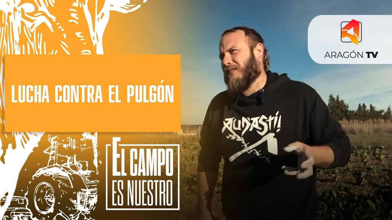 Lucha contra el pulgón