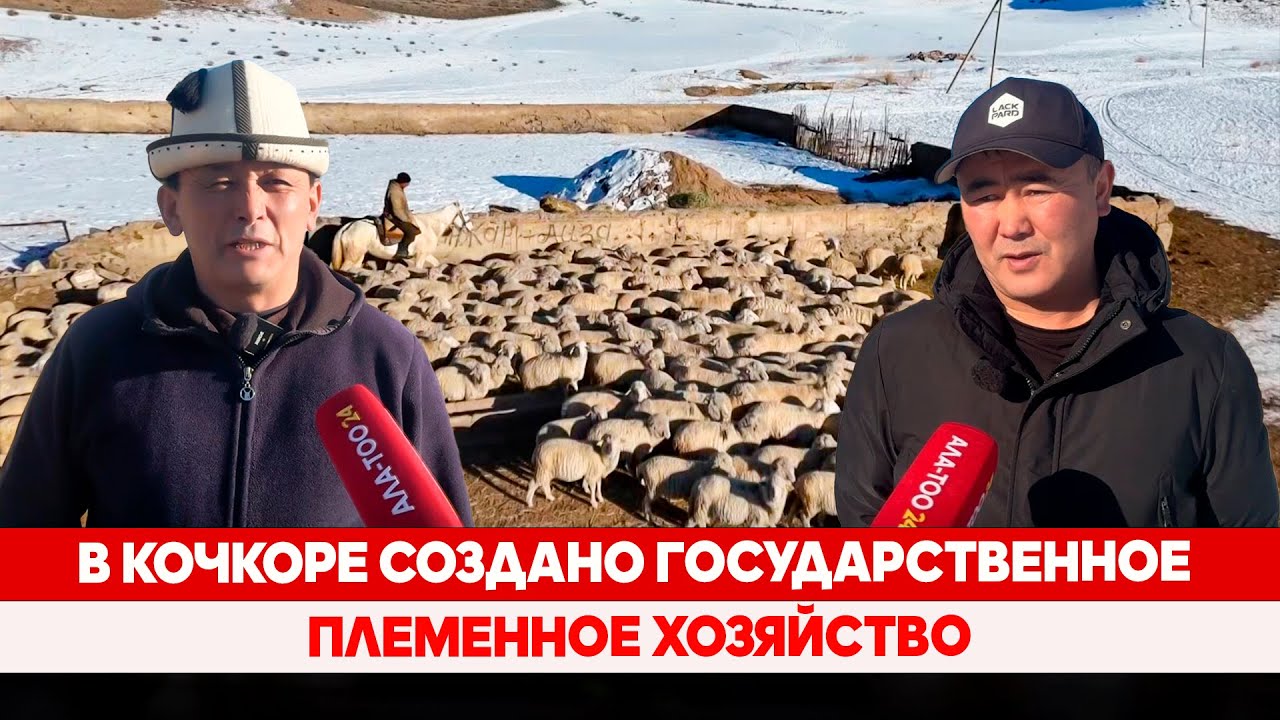 В Кочкоре создано государственное племенное хозяйство