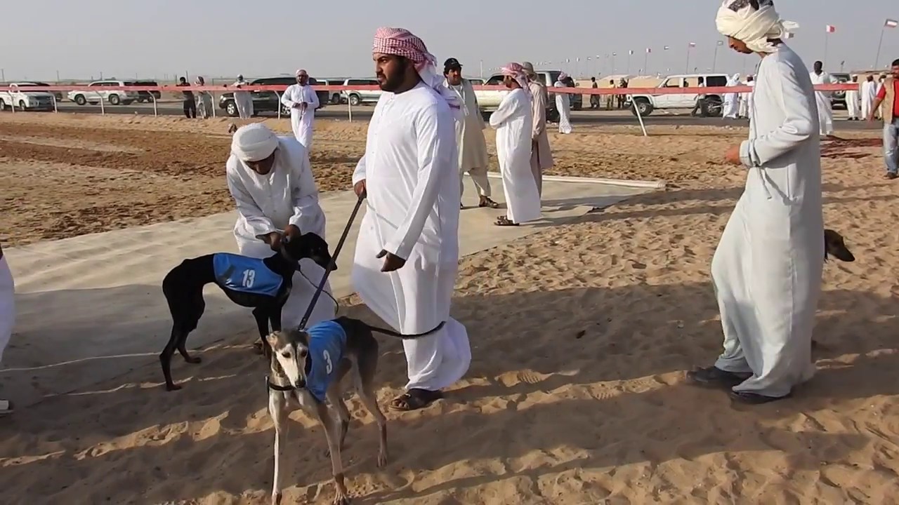 Abu Dhabi, Salukis races / Courses de lévriers