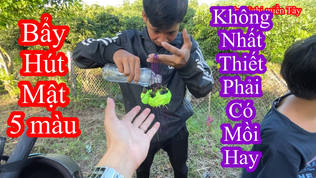 Cách bẫy hút mật 5 màu không cần mồi hay mà dính chim liên tục