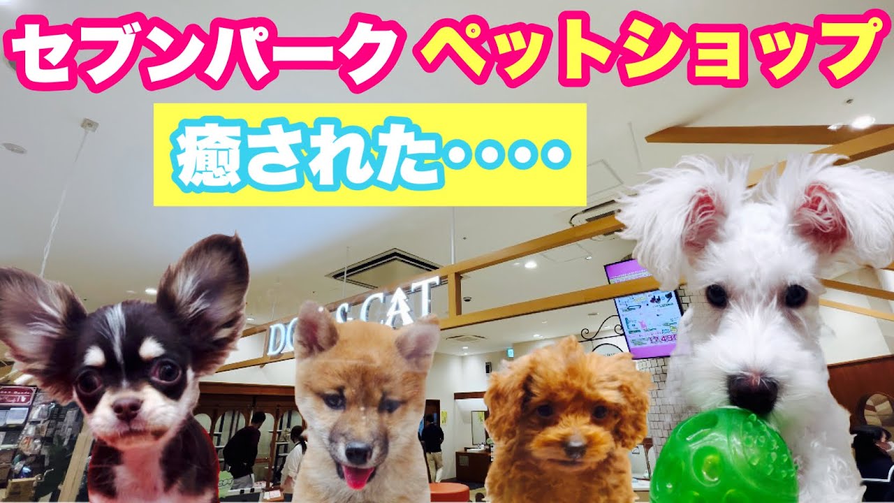 【ペットショップ】セブンパーク天美のペットショップで癒されてきた😍
