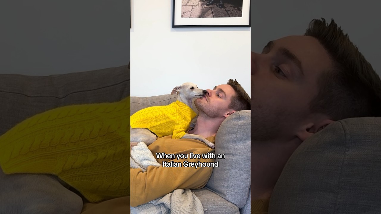 Impossible to Relax Alone When You Live With an Italian Greyhound!