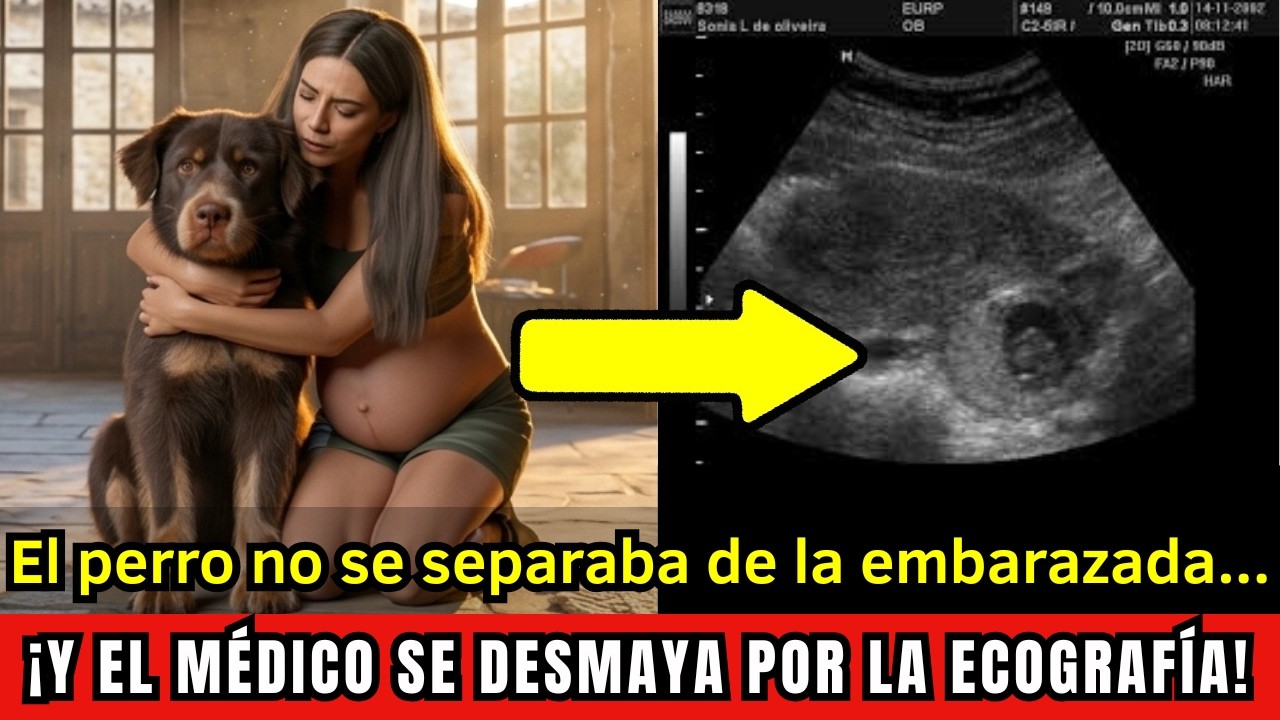 El perro no se separaba de la embarazada... ¡y el médico ve detalles IMPACTANTES en la ecografía!