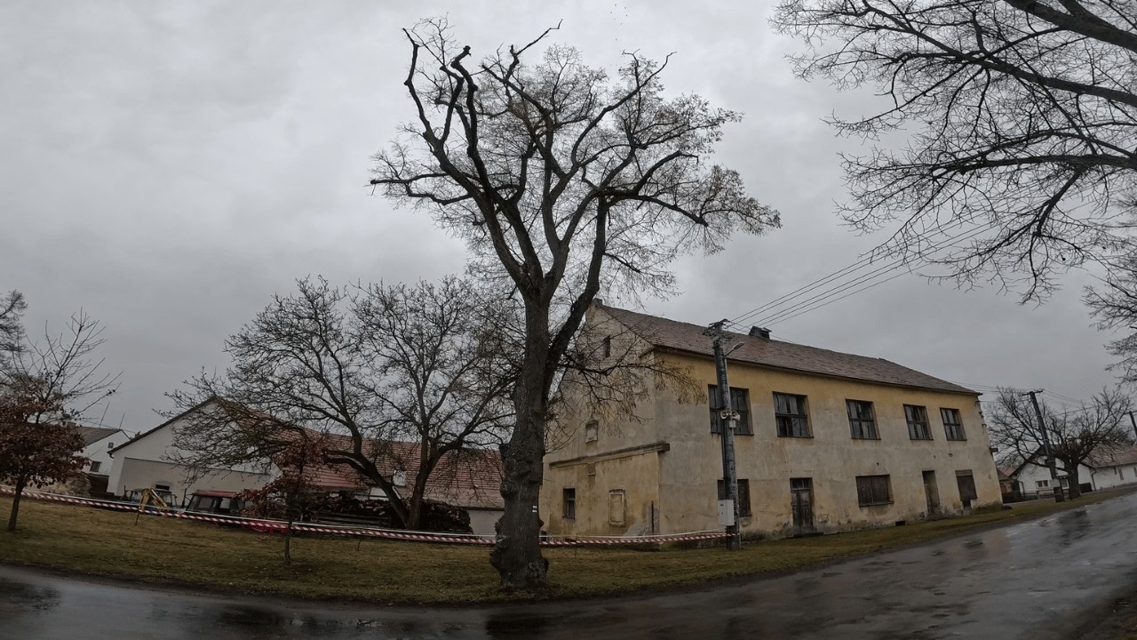 kácení lípy v blízkosti elektrického vedení a silnice.