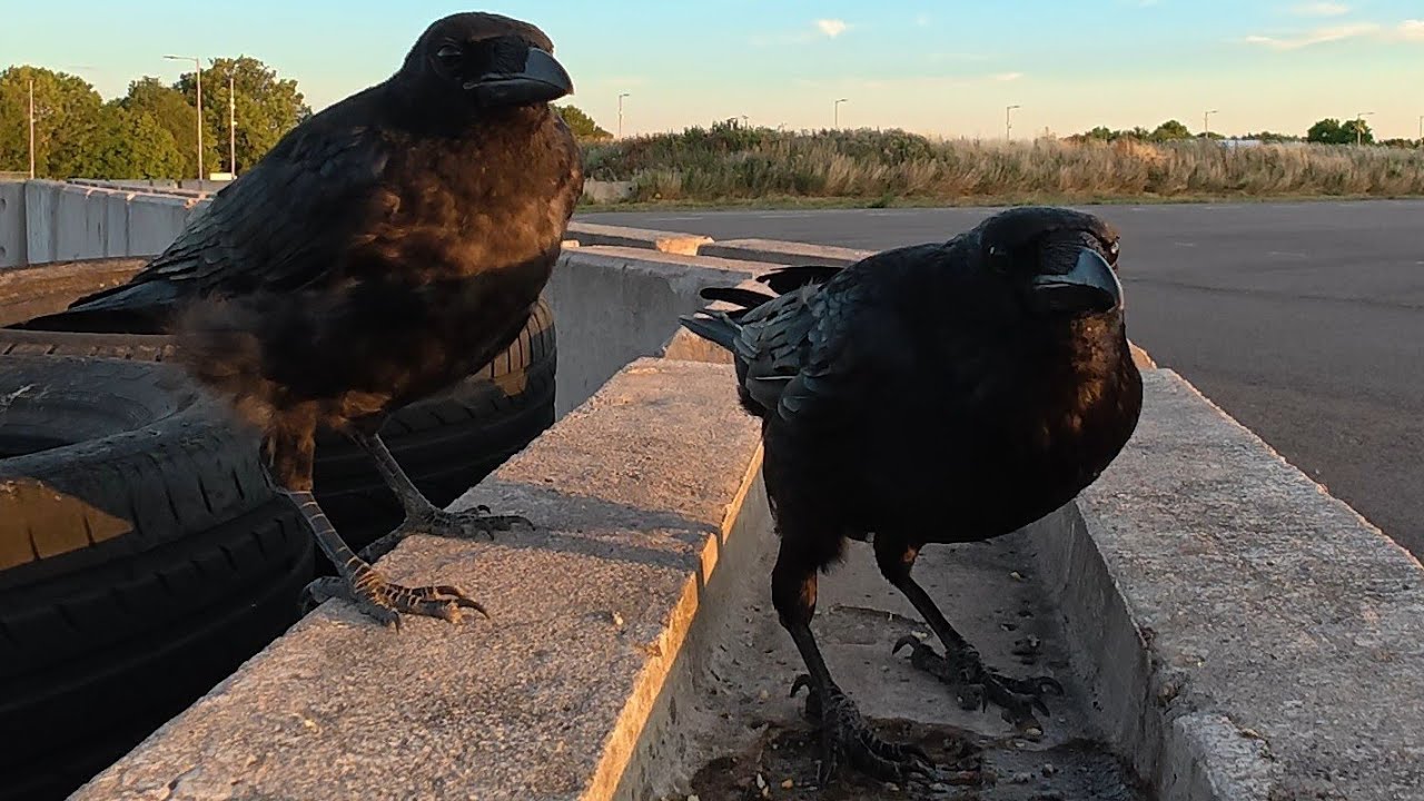 Crow Café - Thirsty Young Ones ♥️🐦‍⬛🖤