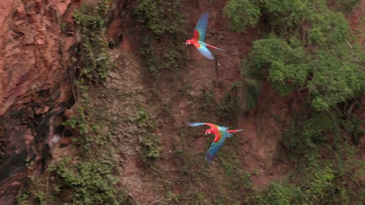 Brazil Photo Tour 2022 &ndash; Pantanal Moments and Rewinds &ndash; Sinkhole of the Macaws, Buraco das Araras