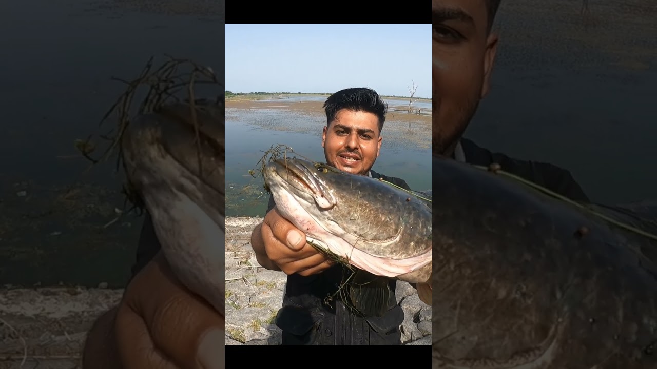 Big Snakehead fith big murrel attack #fishing #viral #reels #sorts #angler #snakehead