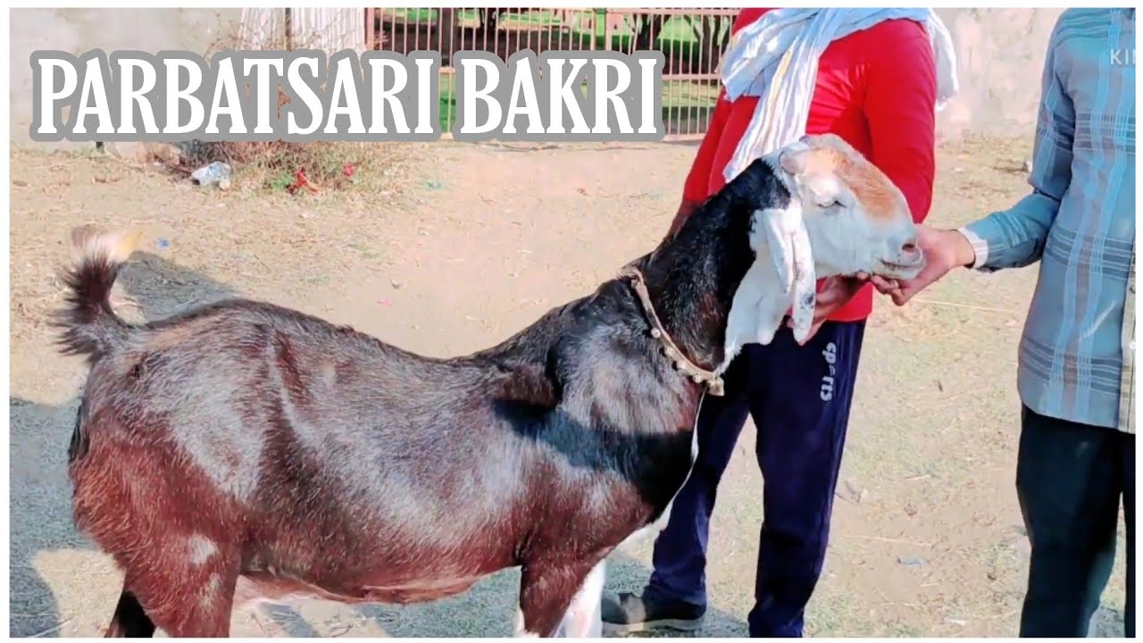 Female Gujri Goats in Jaipur By Mubarak Khilji