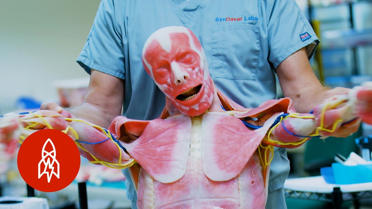 'Westworld' IRL: Creating Lifelike Synthetic Human Cadavers