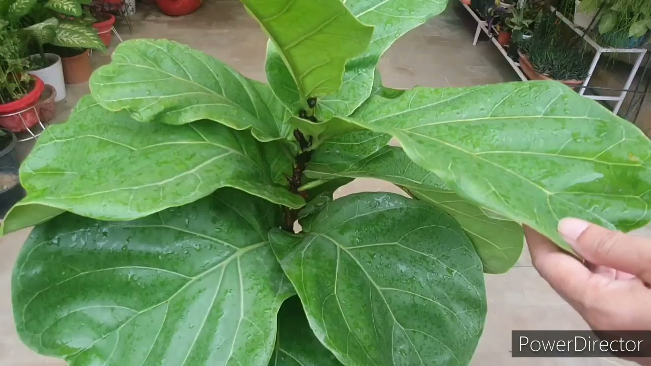 Fiddle Leaf Fig Learn- in simple steps to make plant bushy//Propagate by Leaf & Stem in Water