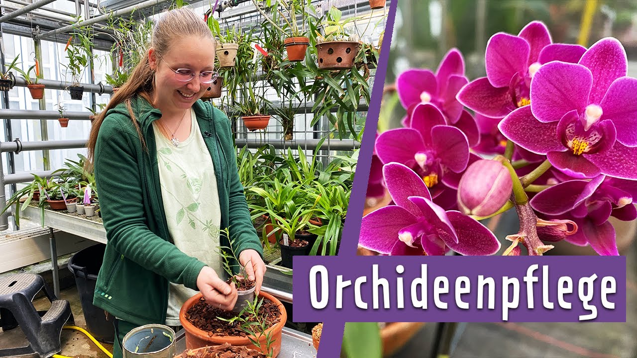 Orchideen richtig pflegen und vermehren | MDR Garten