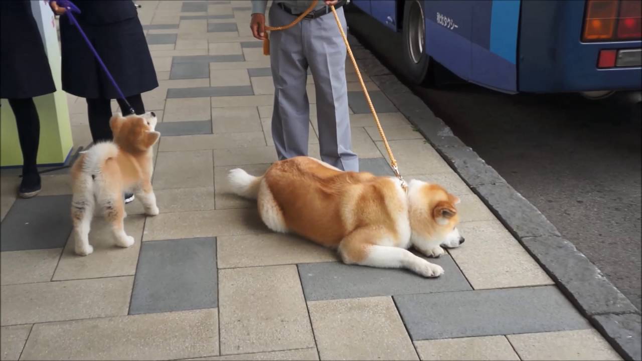 大館能代空港　秋田犬がお出迎え