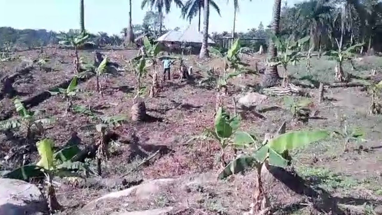 UPDATE FROM QUEENDOM FARM🌱...THE RAINS ARE BACK AND I'M SO EXCITED🥰