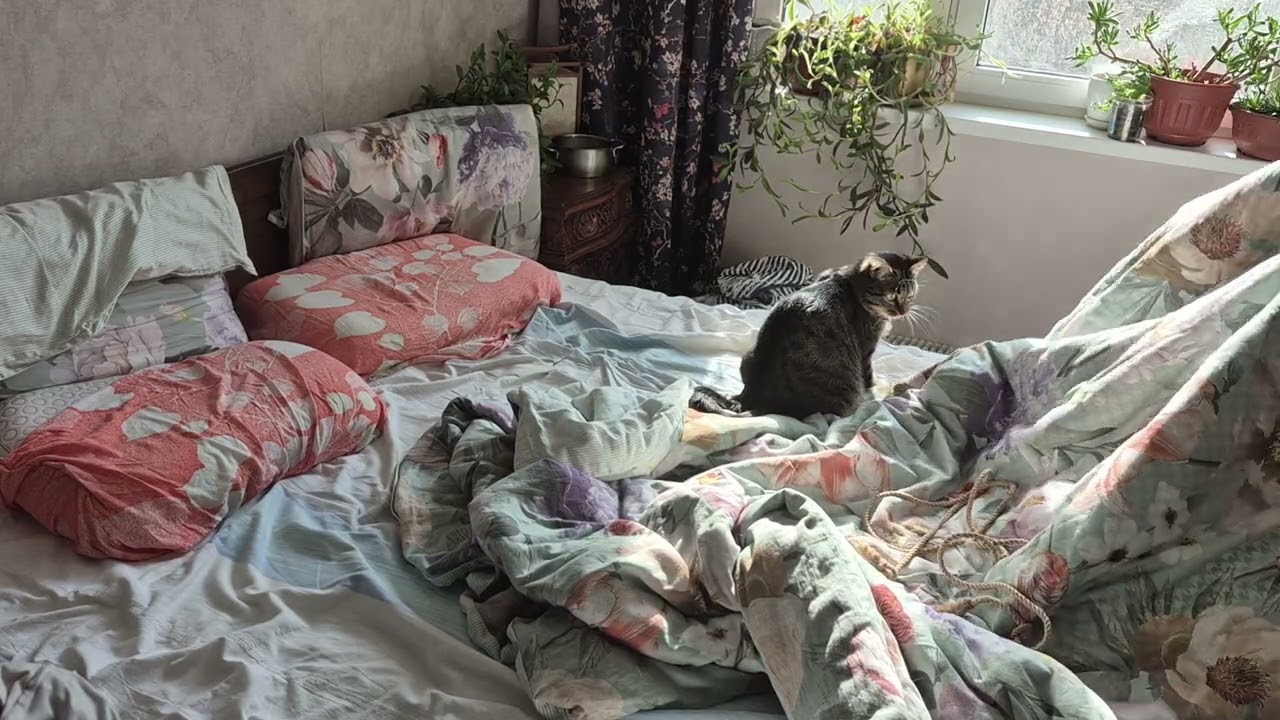 #реаллайф играю с тигрой и немного о воспитании кота
