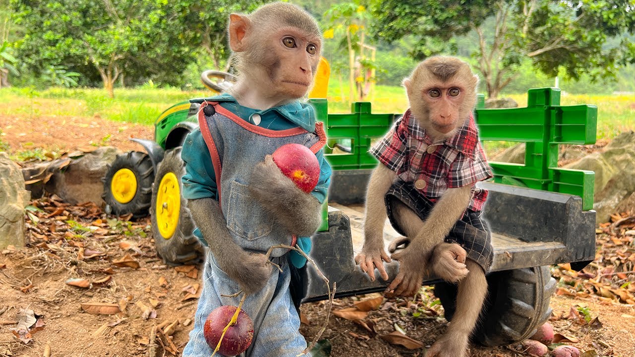 Two little monkeys went together to pick star apples