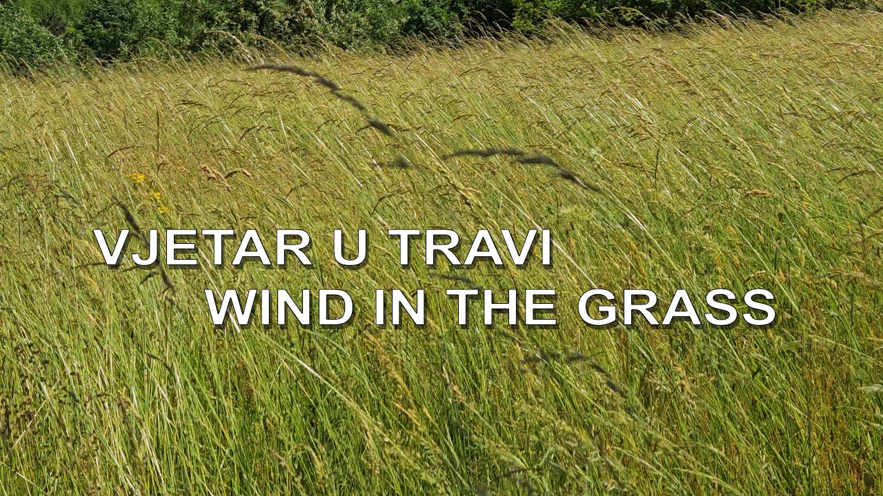 Vjetar u travi | Wind in the Grass - (4K)