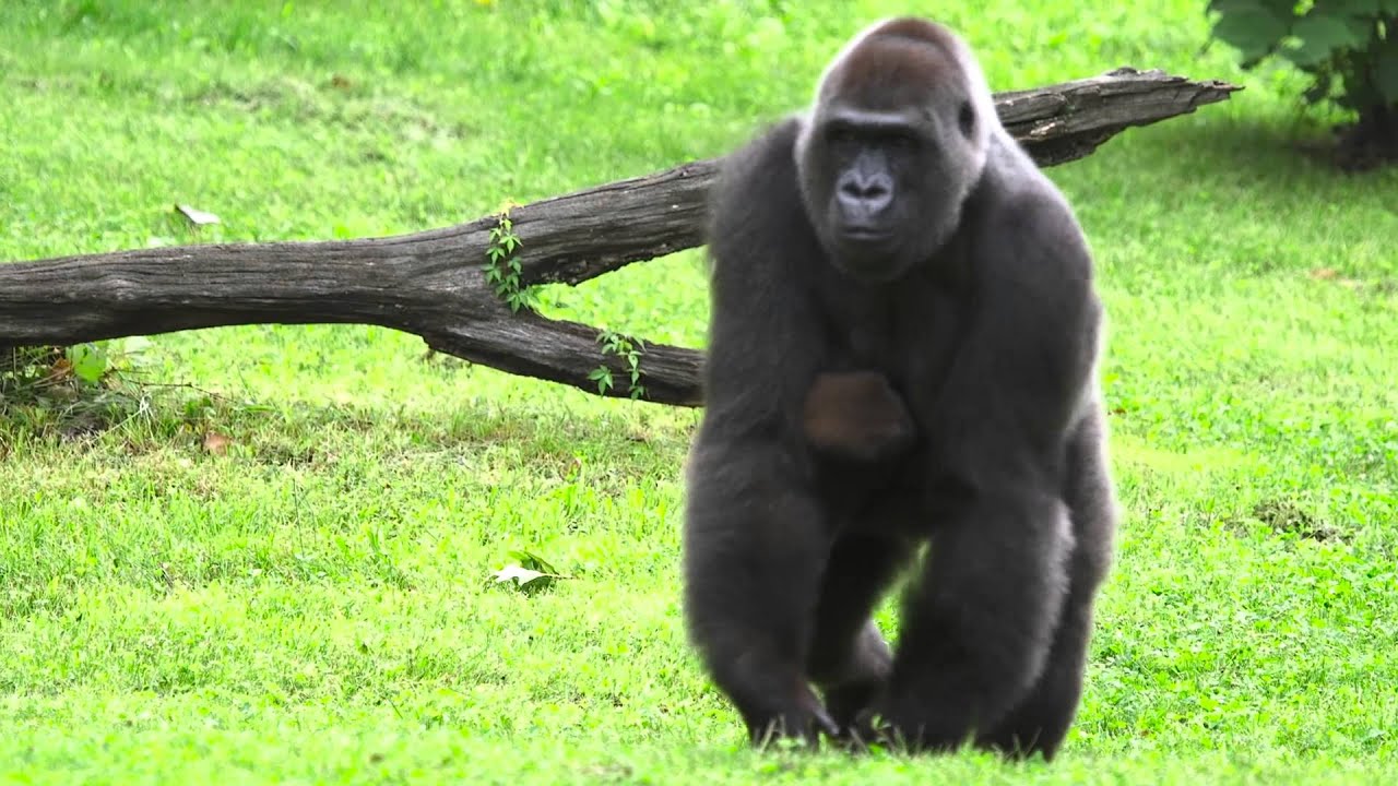 Kansas City Zoo Gorilla Baby Name