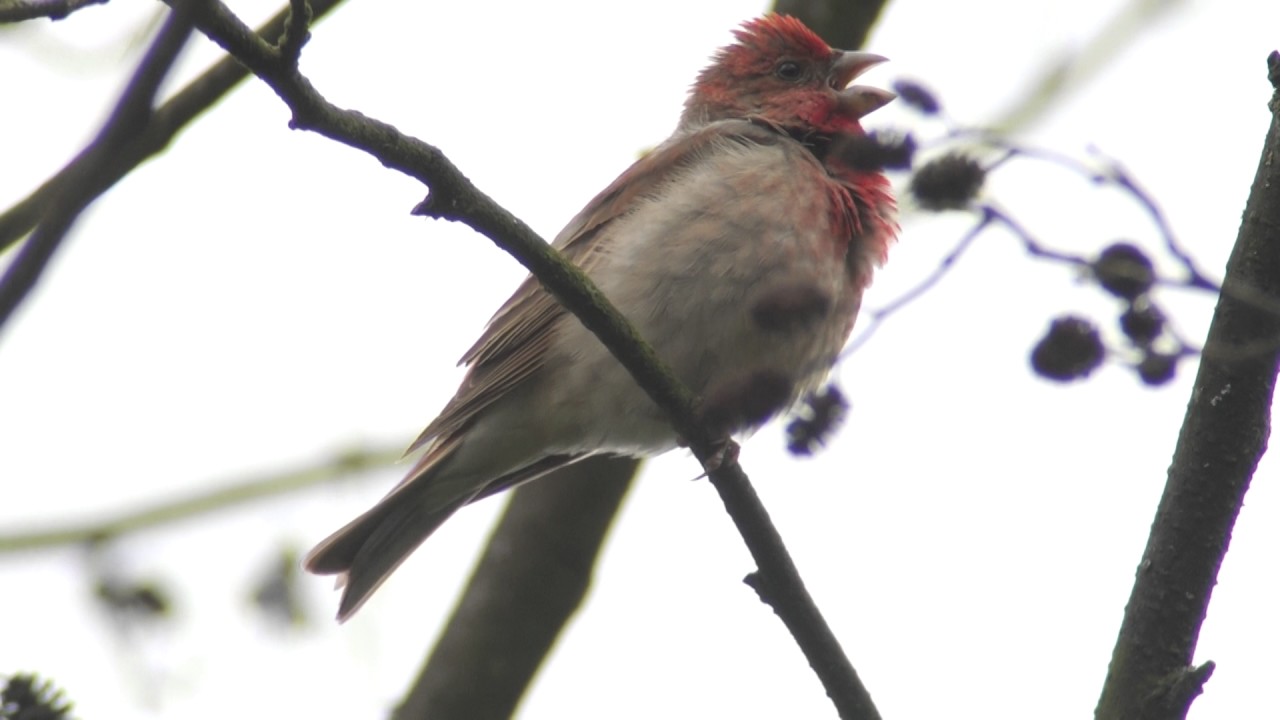 Dziwonia Carpodacus erythrinus Awifauna Doliny Krzny