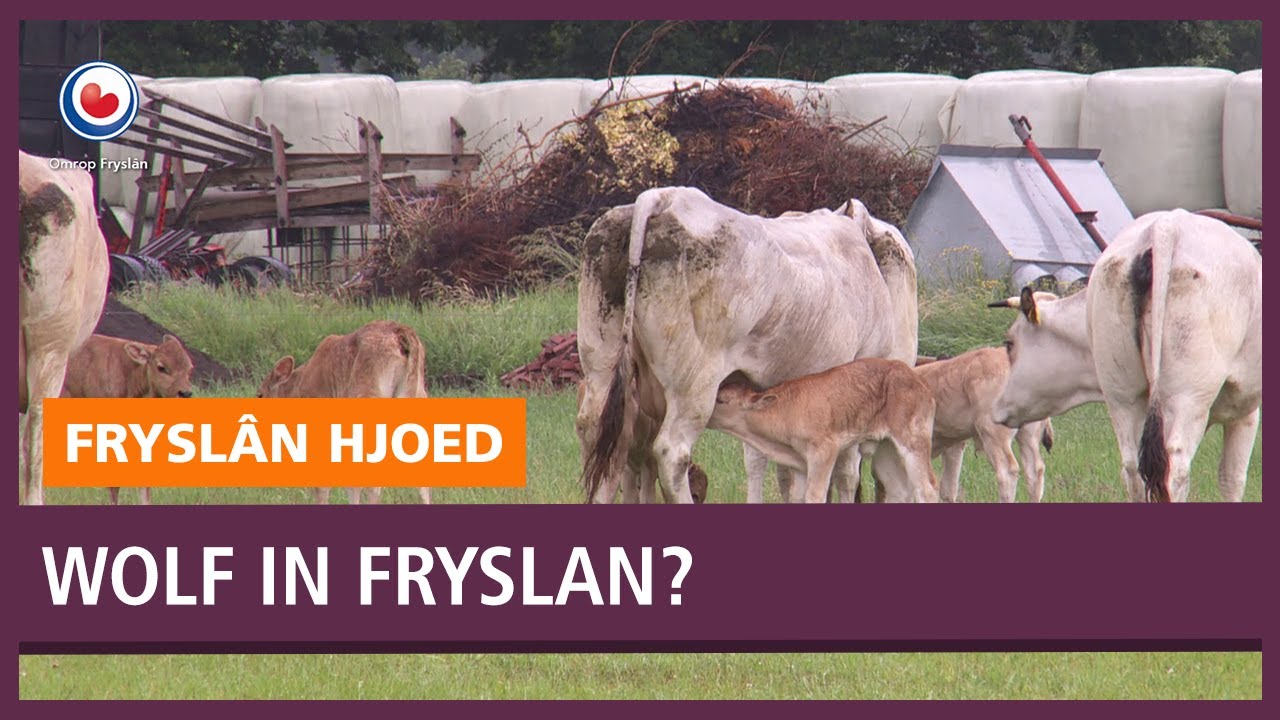 Repo: Wolf in Friesland