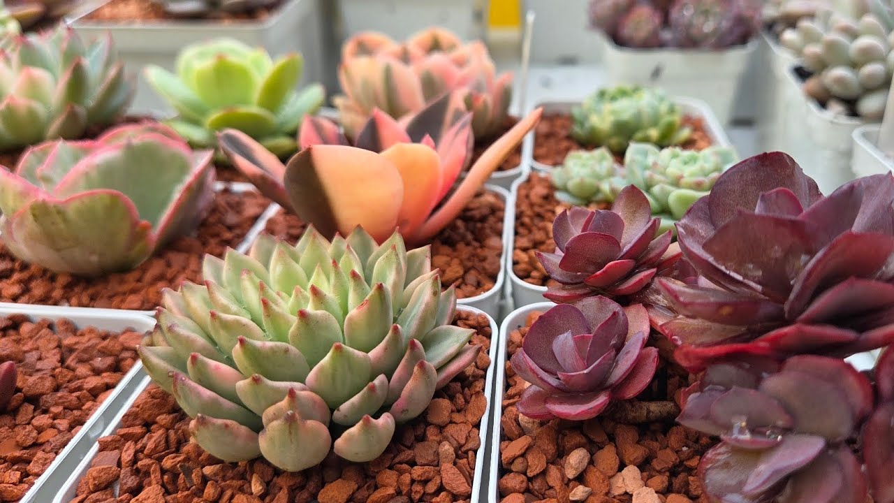 🌵 Identificação  de Suculentas e Cuidados 🌵 #dicas sobre a caqueira de telha.