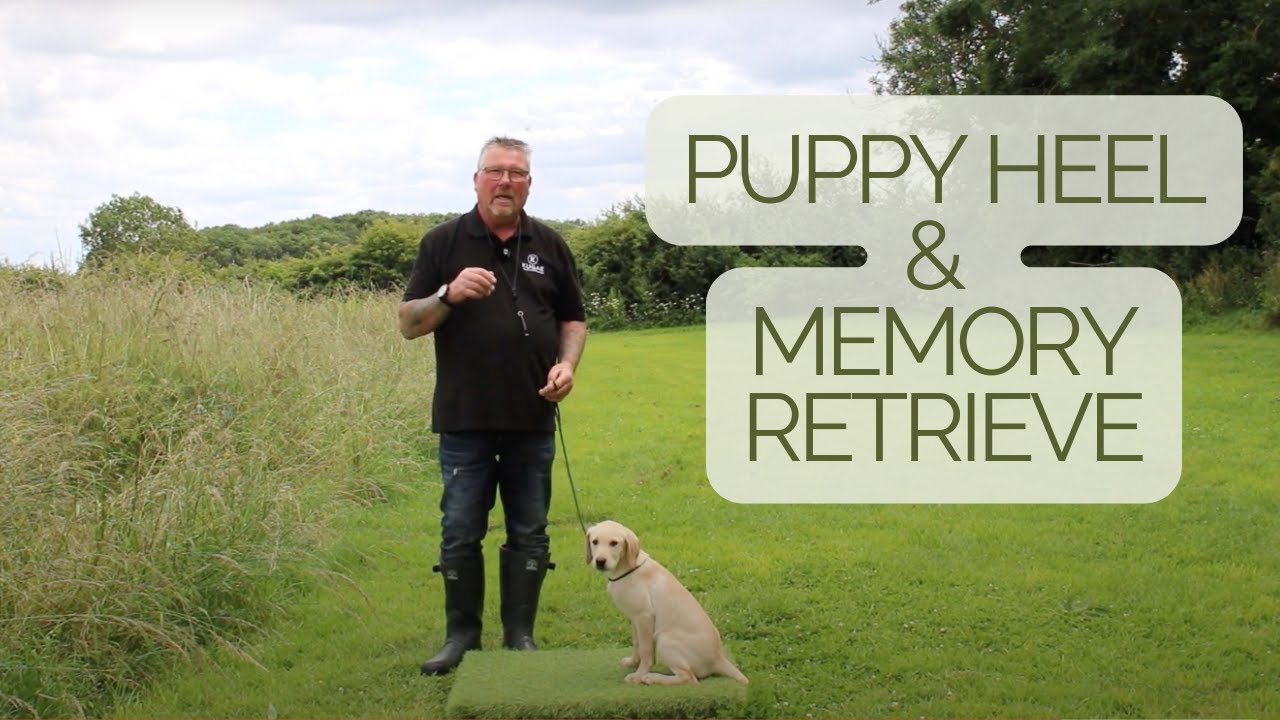 Puppy Heel and Memory Retrieve Training