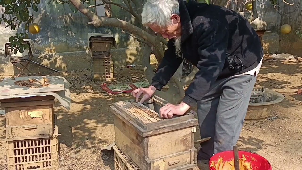 Chăm Sóc Ong Đề Phòng Đại Hàn Rét Đậm