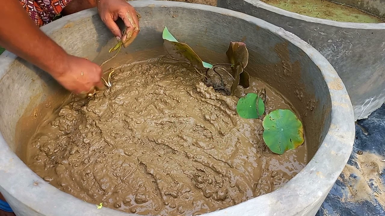 Plantation of Lotus from Runner(Miracle)