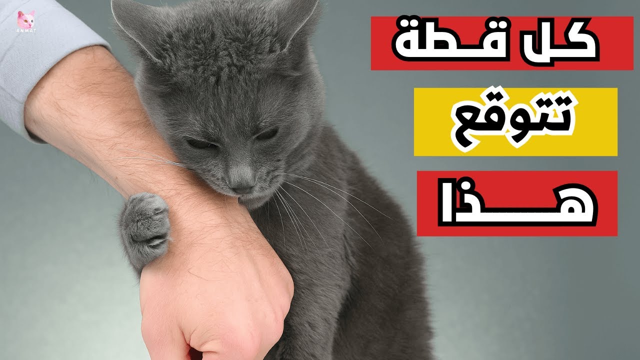 كيف تبني علاقة ناجحة مع قطتك : 5أشياء لا تفعلها مع القطط