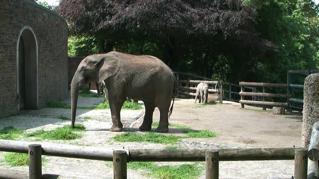 afrikanische Elefanten im Wuppertaler Zoo
