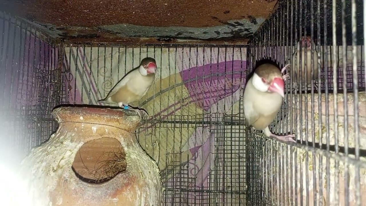 Java breeder pair | 10k+views