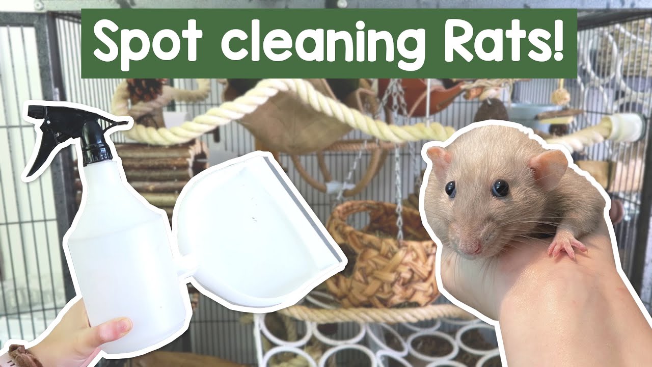 How I spot clean my Rat cage | Clean with me!