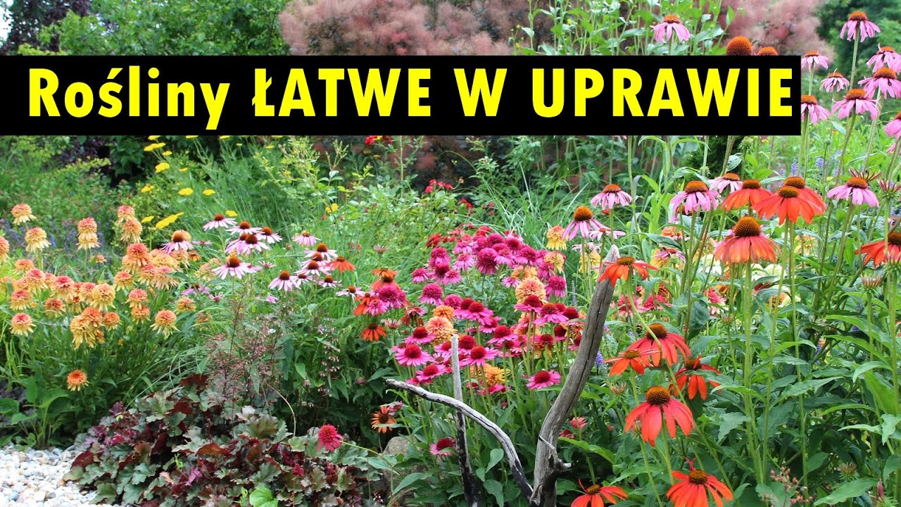 OGRÓD DLA LENIWYCH czyli rośliny łatwe w uprawie