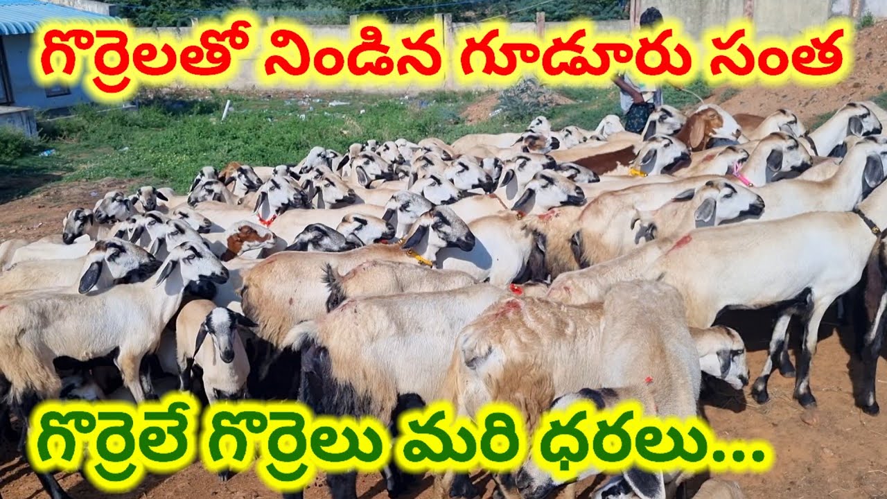 గూడూరు గొర్రెల సంత లో గొర్రెల ధరలు 19 9 2025 Gudur sheep market today alikhankrk #sheep
