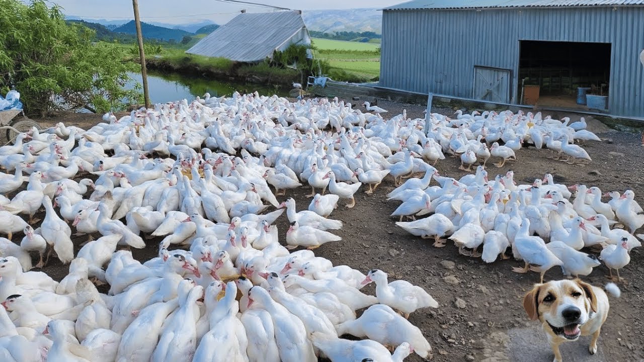 Process of raising ducks for meat - Duck farming techniques.