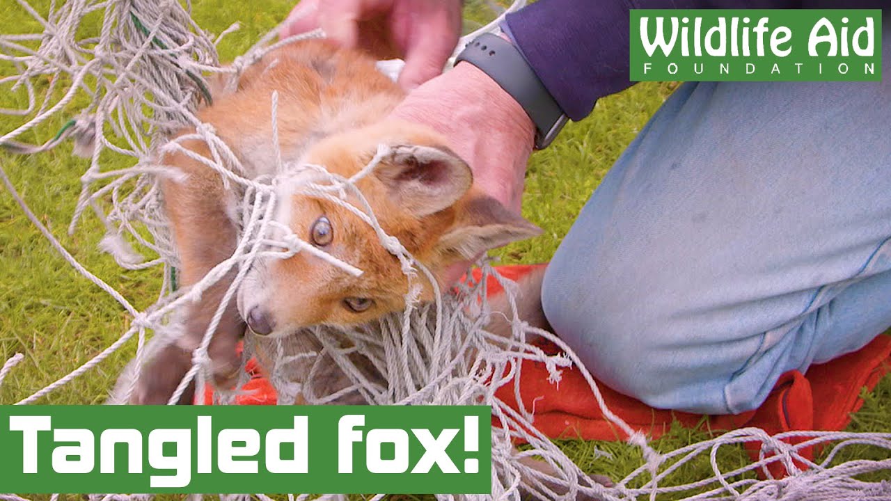 Poor baby FOX gets badly tangled in football netting!