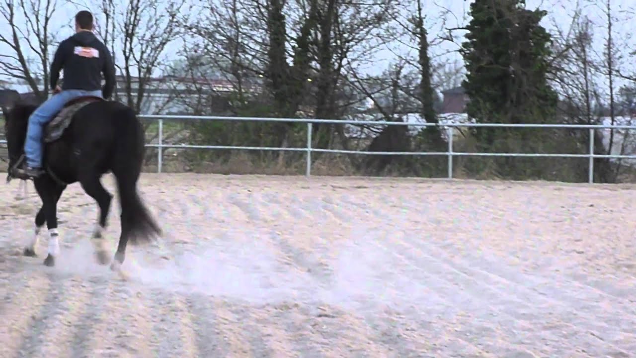 mr. poo forty two horses