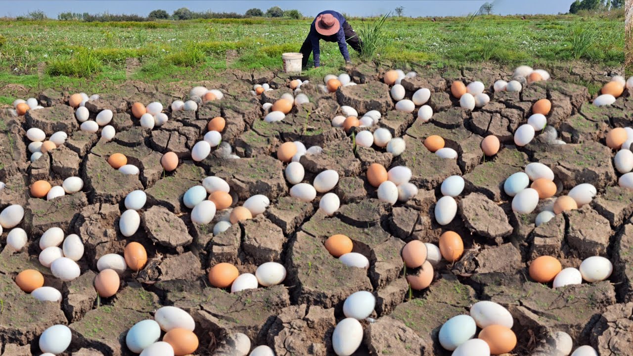 Wow Wow unique  !Farmers pick a lot of red eggs in the fields through the grass.
