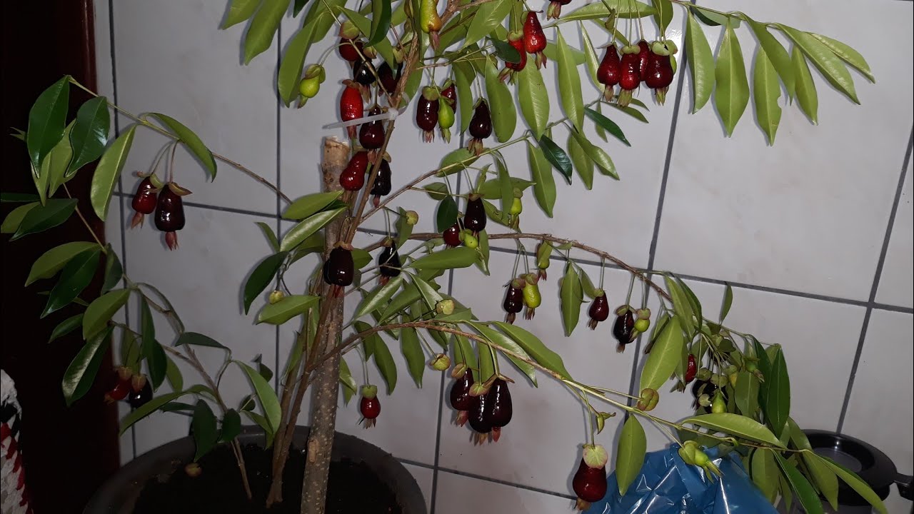 VOCE QUER TER CEREJA DO SERRADO PRODUZINDO EM VASO!!!!