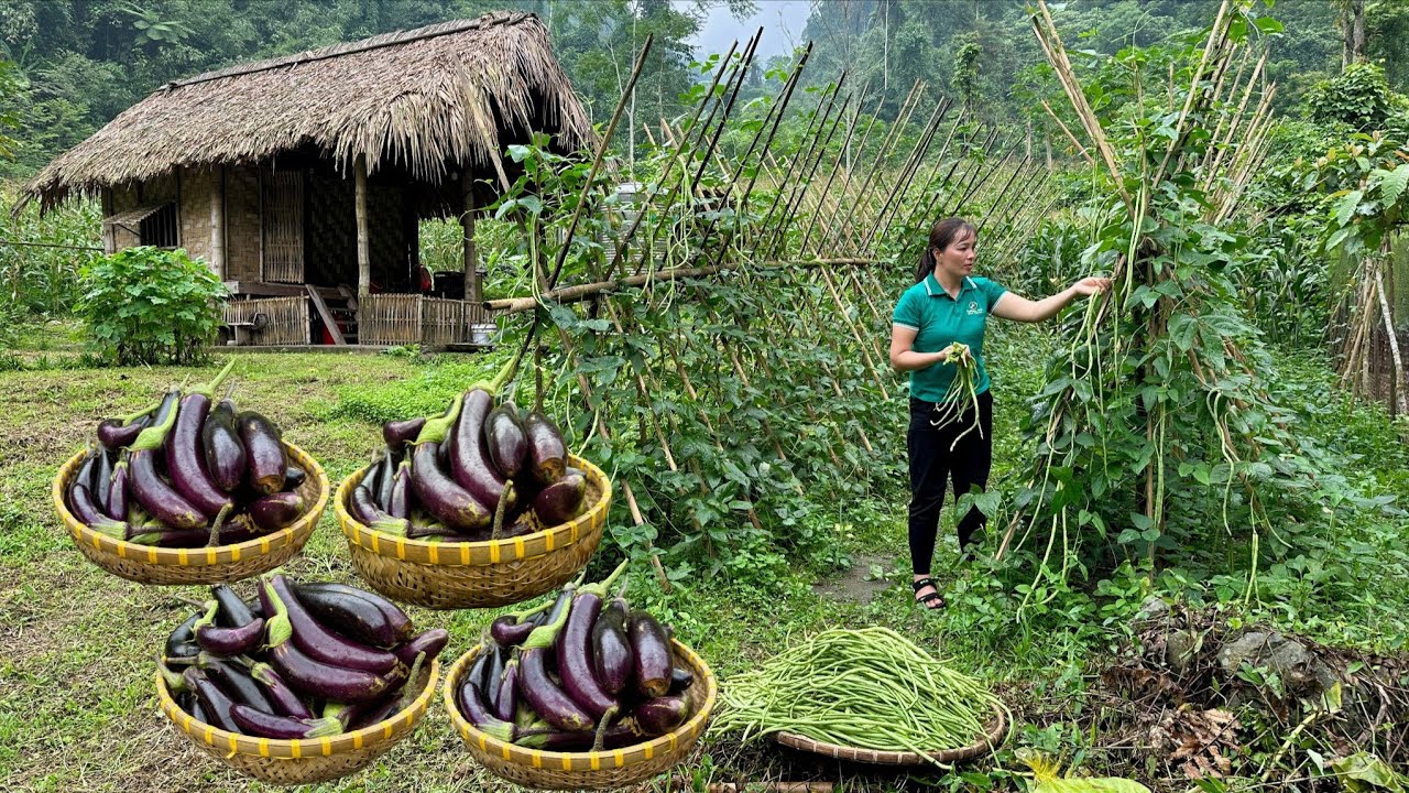 Harvest Beans And Eggplants Goes To Market Sell - Pet Care, Farm Life