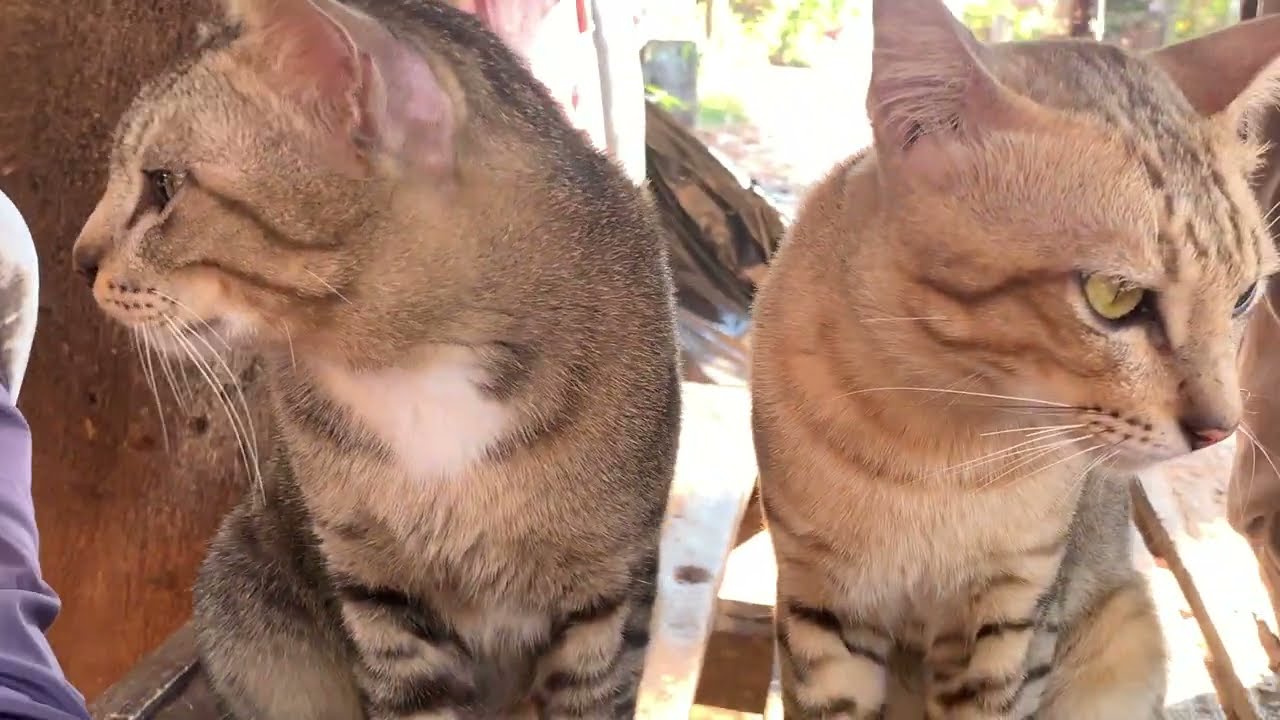 #video