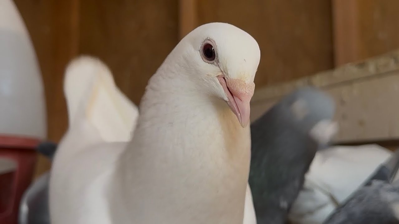40 Minutes in the Loft | Nest View
